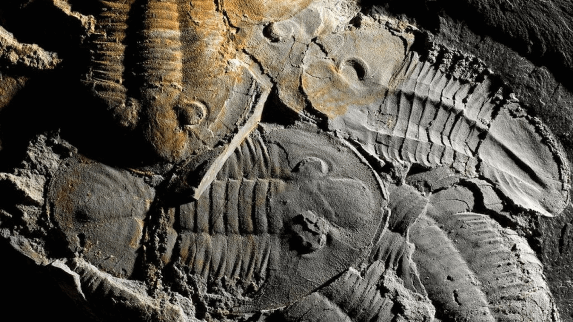 Museu Trilobites