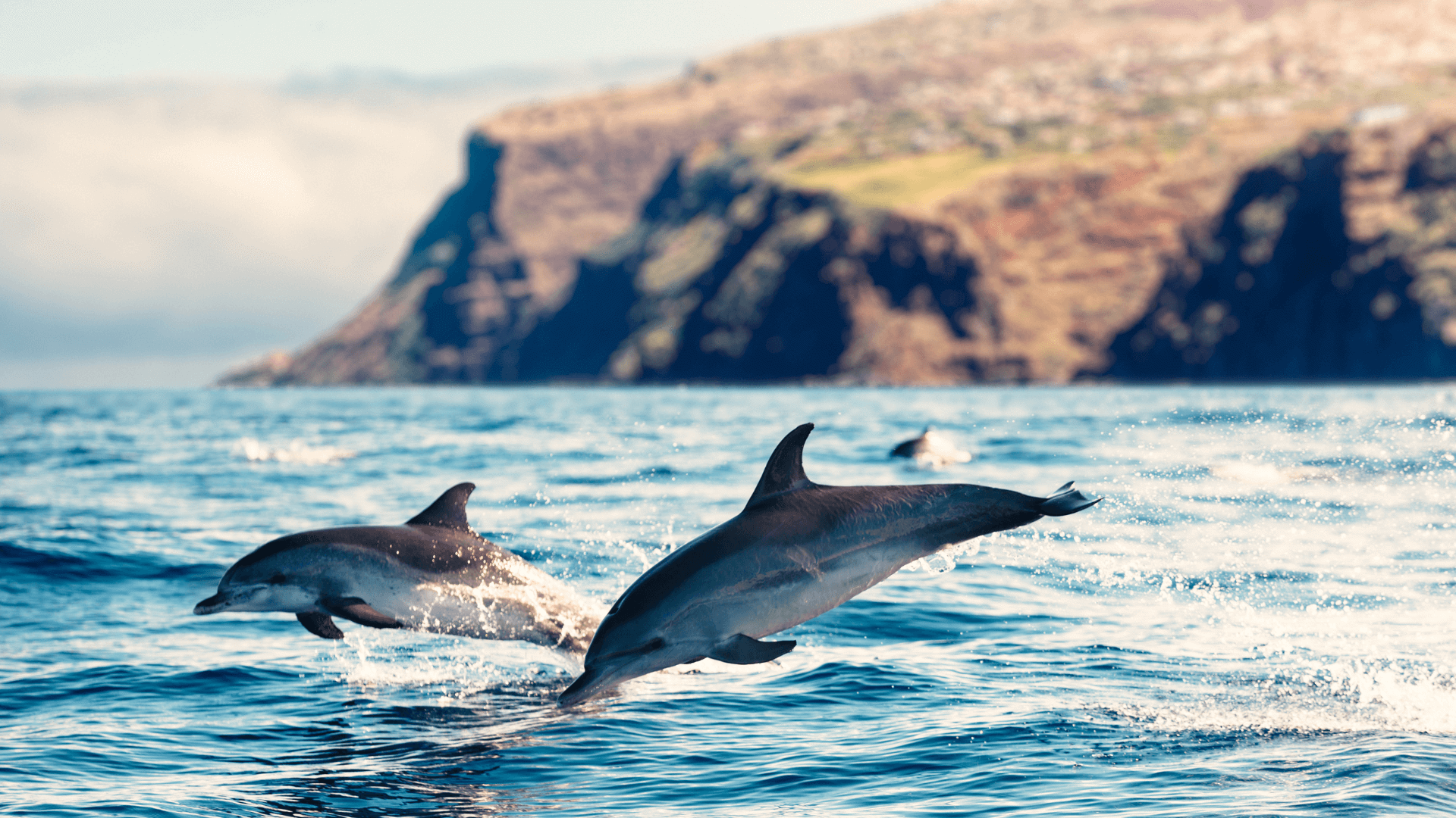 Dolphins Madeira Island