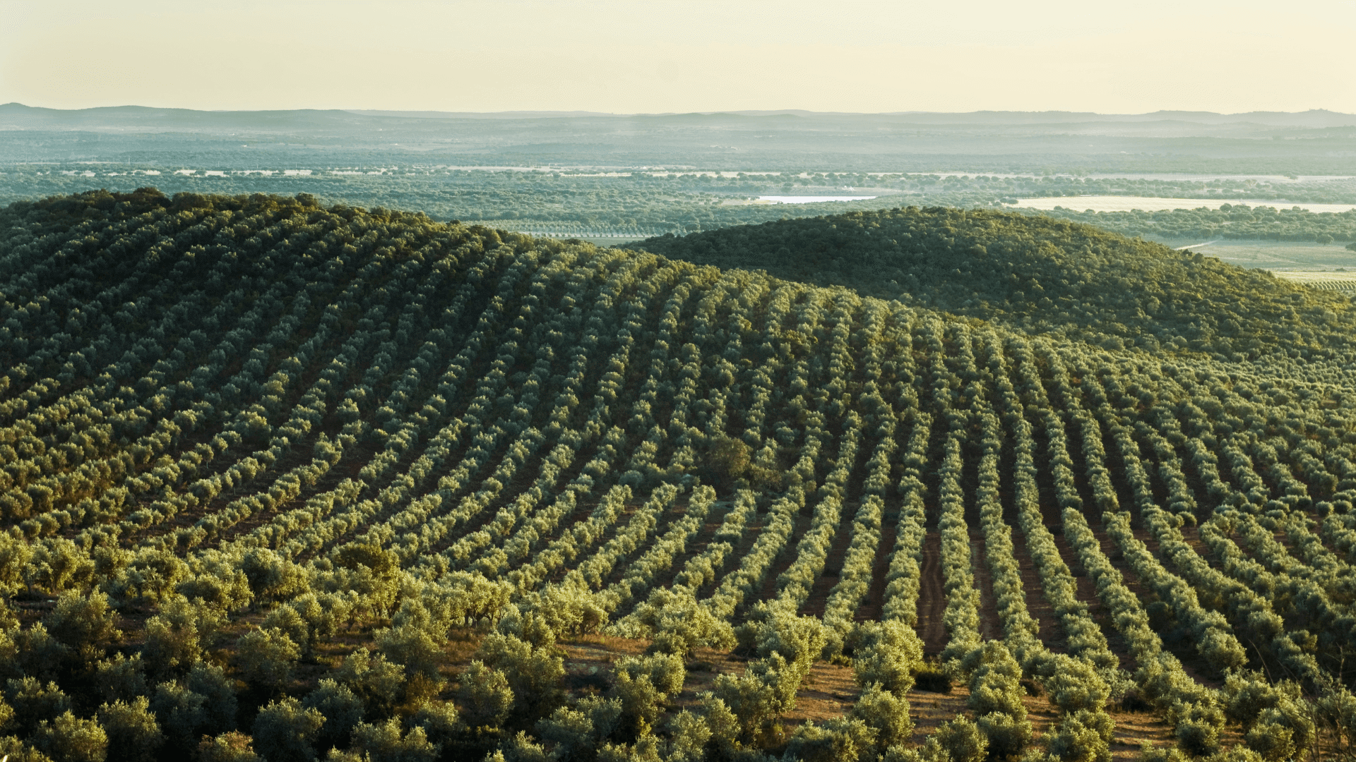 olive grove Alentejo