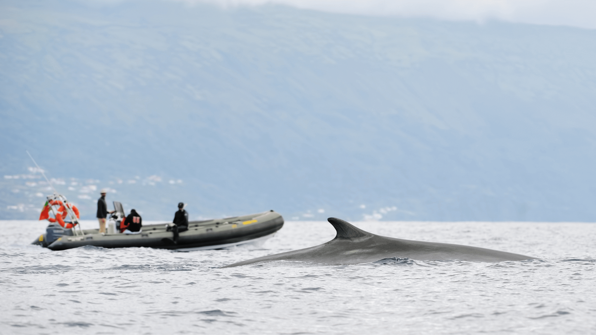 Baleias Açores